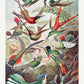 Birds of Paradise I (Trochilidae–Kolibris) by Ernst Haeckel