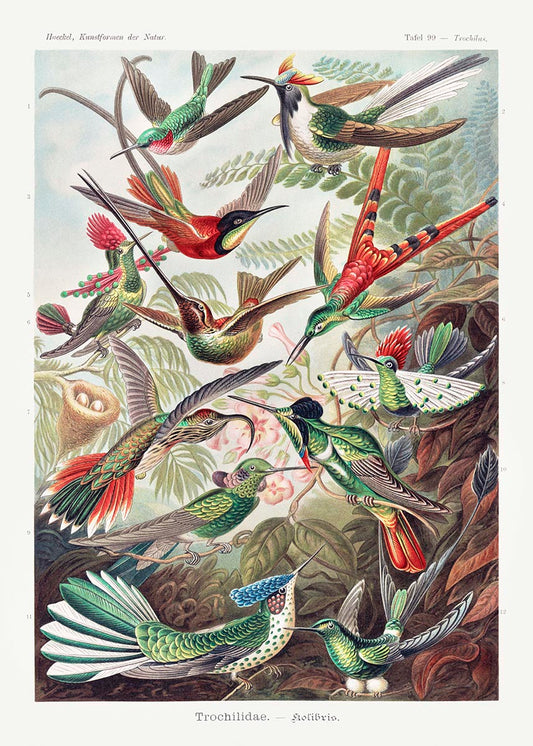 Aves del paraíso I (Trochilidae–Kolibris) de Ernst Haeckel