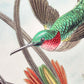 Birds of Paradise I (Trochilidae–Kolibris) by Ernst Haeckel