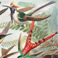 Birds of Paradise I (Trochilidae–Kolibris) by Ernst Haeckel