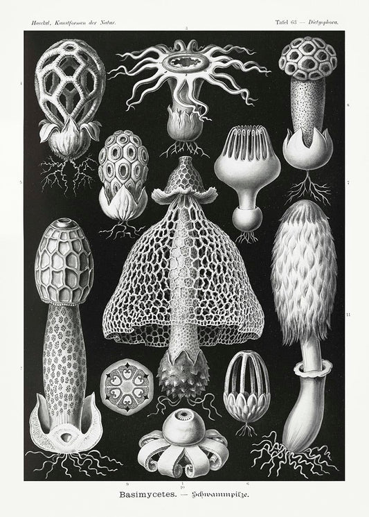 Basimicetos de Ernst Haeckel