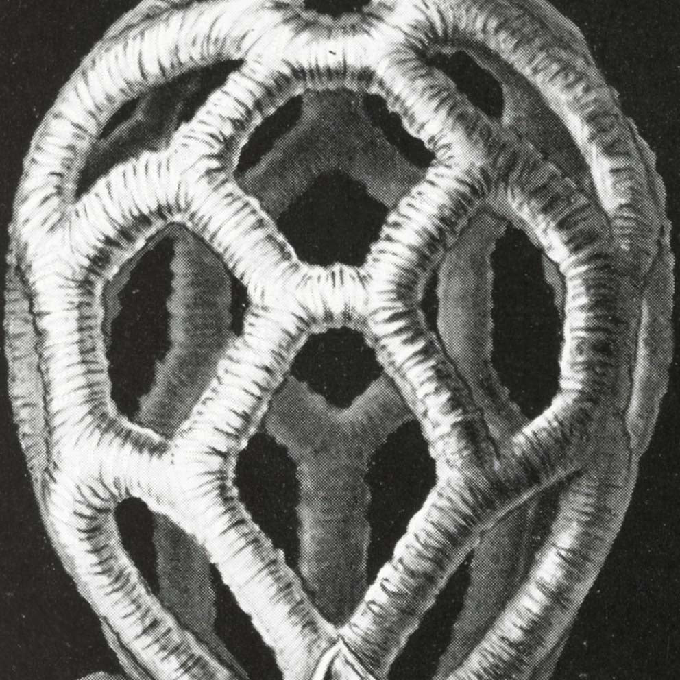 Basimicetos de Ernst Haeckel