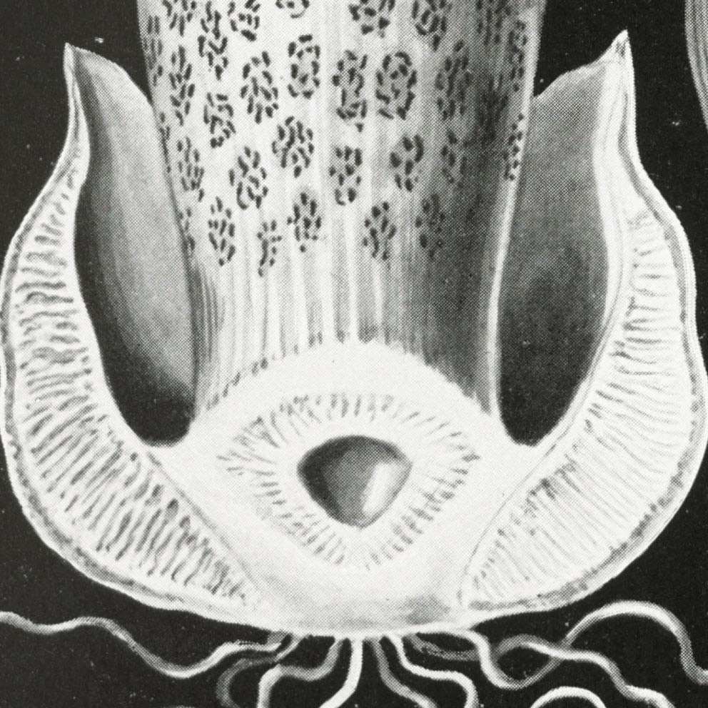 Basimycetes by Ernst Haeckel