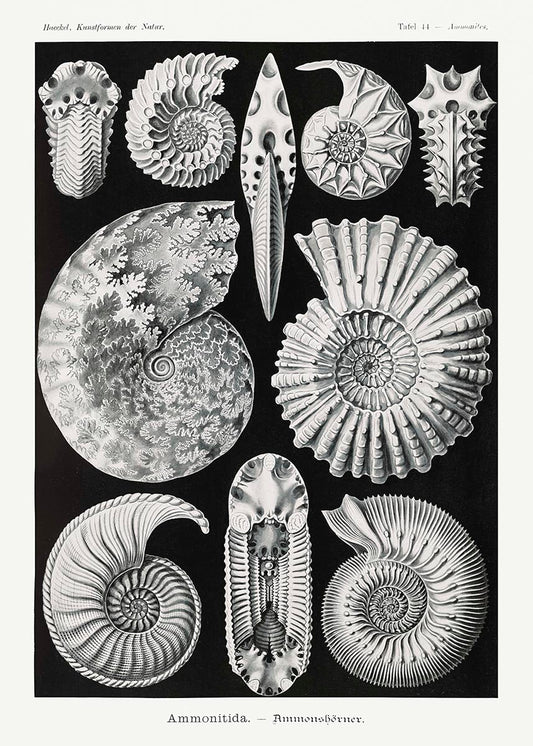 Ammonitida de Ernst Haeckel