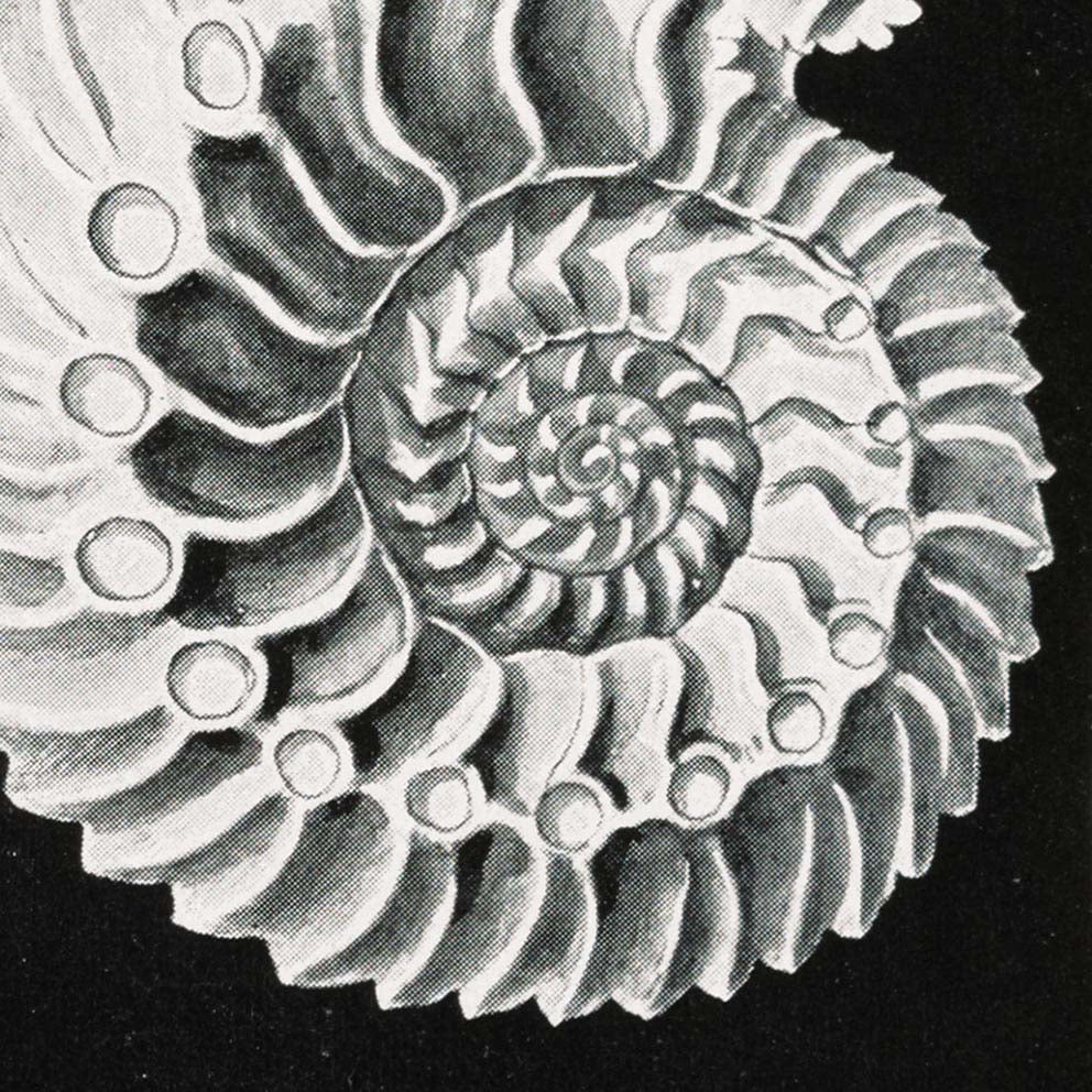 Ammonitida by Ernst Haeckel