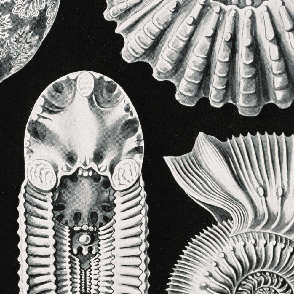 Ammonitida by Ernst Haeckel