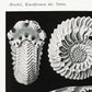 Ammonitida by Ernst Haeckel