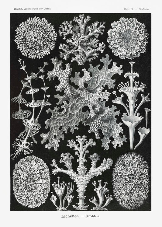 Líquenes de Ernst Haeckel