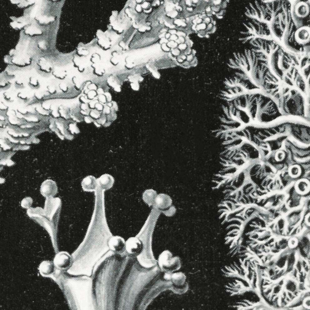 Lichenes by Ernst Haeckel