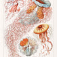 Discomedusae III by Ernst Haeckel