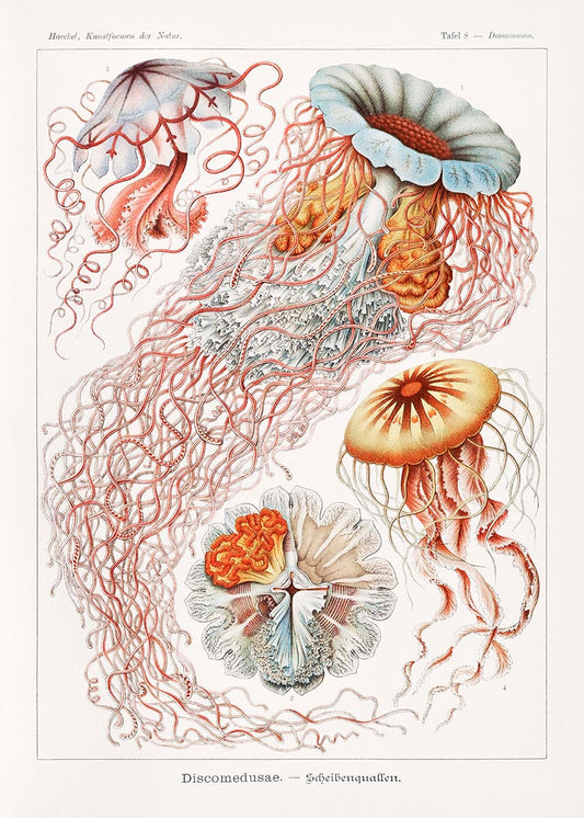 Discomedusae III de Ernst Haeckel