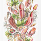 Tropical Plants (Nepenthaceae–Kannenpflanzen) by Ernst Haeckel