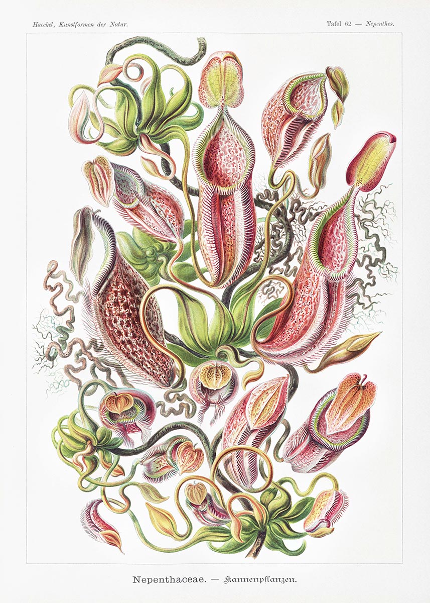 Tropical Plants (Nepenthaceae–Kannenpflanzen) by Ernst Haeckel