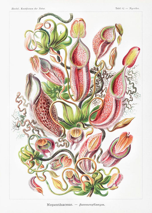 Plantas tropicales (Nepenthaceae – Kannenpflanzen) por Ernst Haeckel 