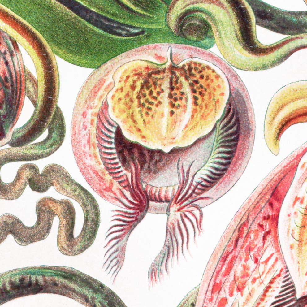 Tropical Plants (Nepenthaceae–Kannenpflanzen) by Ernst Haeckel