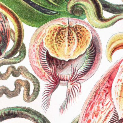Plantas tropicales (Nepenthaceae – Kannenpflanzen) por Ernst Haeckel 