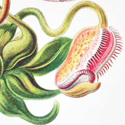 Plantas tropicales (Nepenthaceae – Kannenpflanzen) por Ernst Haeckel 