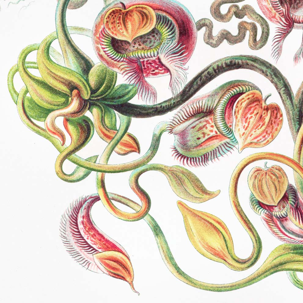 Tropical Plants (Nepenthaceae–Kannenpflanzen) by Ernst Haeckel