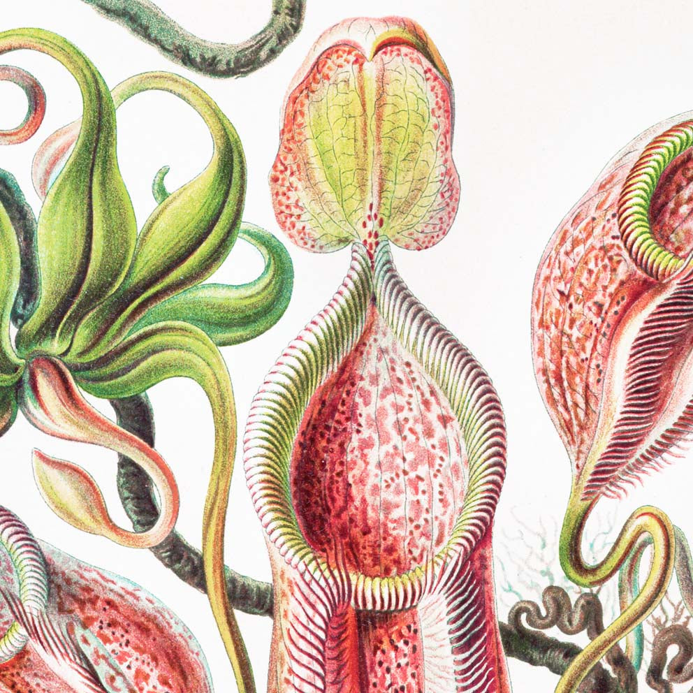 Tropical Plants (Nepenthaceae–Kannenpflanzen) by Ernst Haeckel