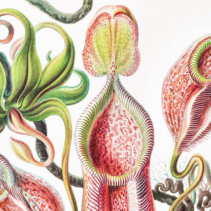 Plantas tropicales (Nepenthaceae – Kannenpflanzen) por Ernst Haeckel 