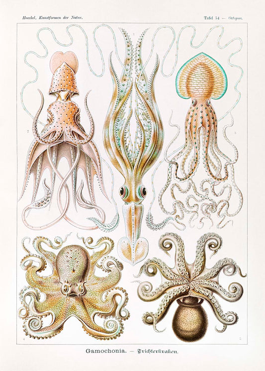 Gamochonia II de Ernst Haeckel