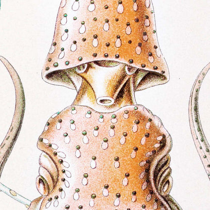 Gamochonia II de Ernst Haeckel