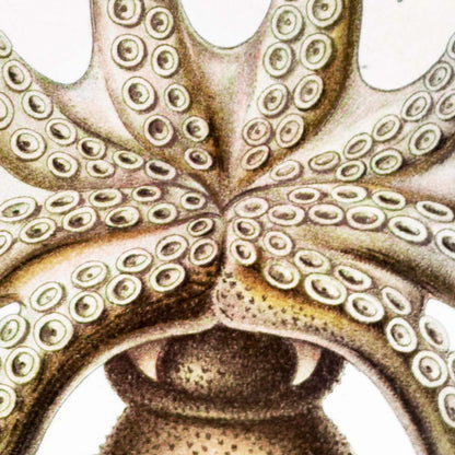 Gamochonia II de Ernst Haeckel