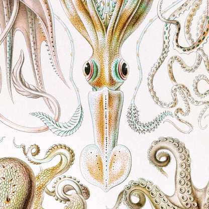 Gamochonia II de Ernst Haeckel