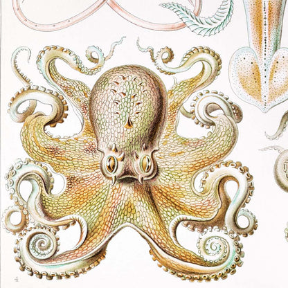 Gamochonia II de Ernst Haeckel