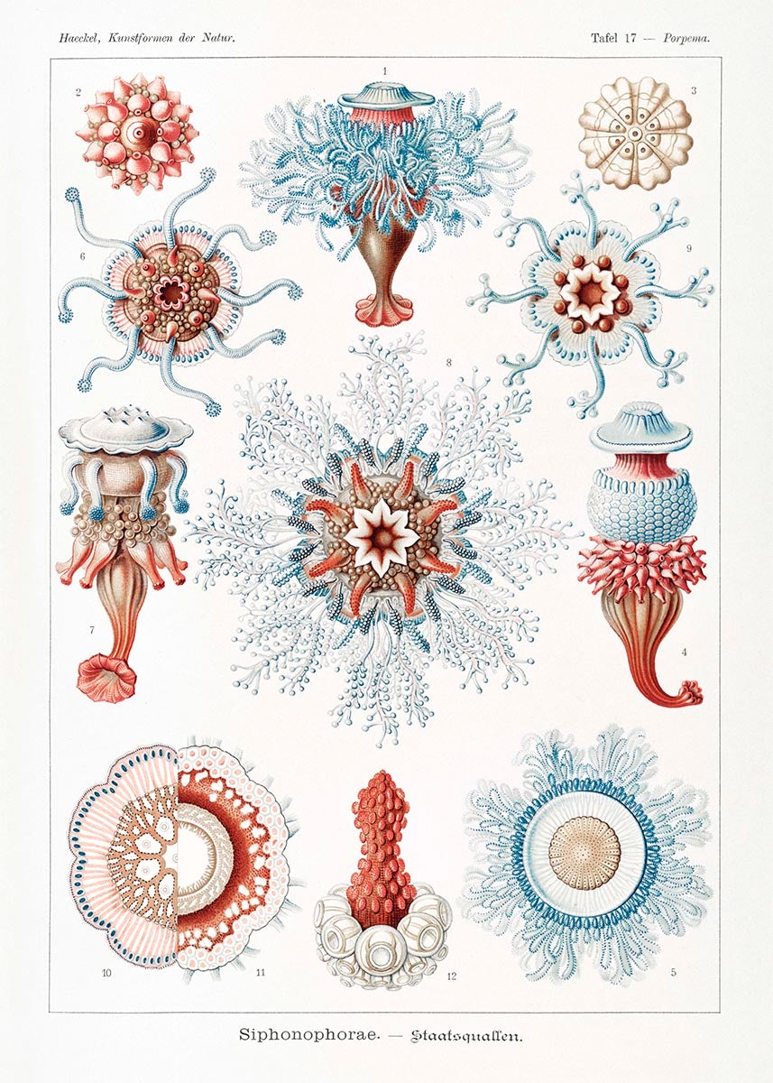 Siphonophorae V de Ernst Haeckel