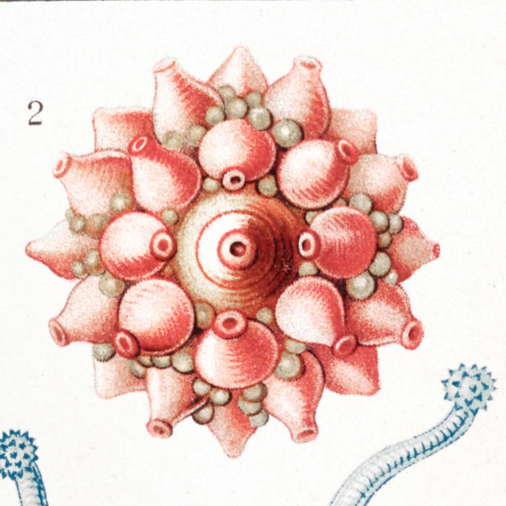 Siphonophorae V de Ernst Haeckel