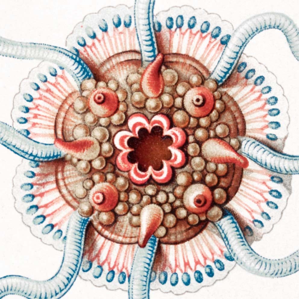 Siphonophorae V de Ernst Haeckel