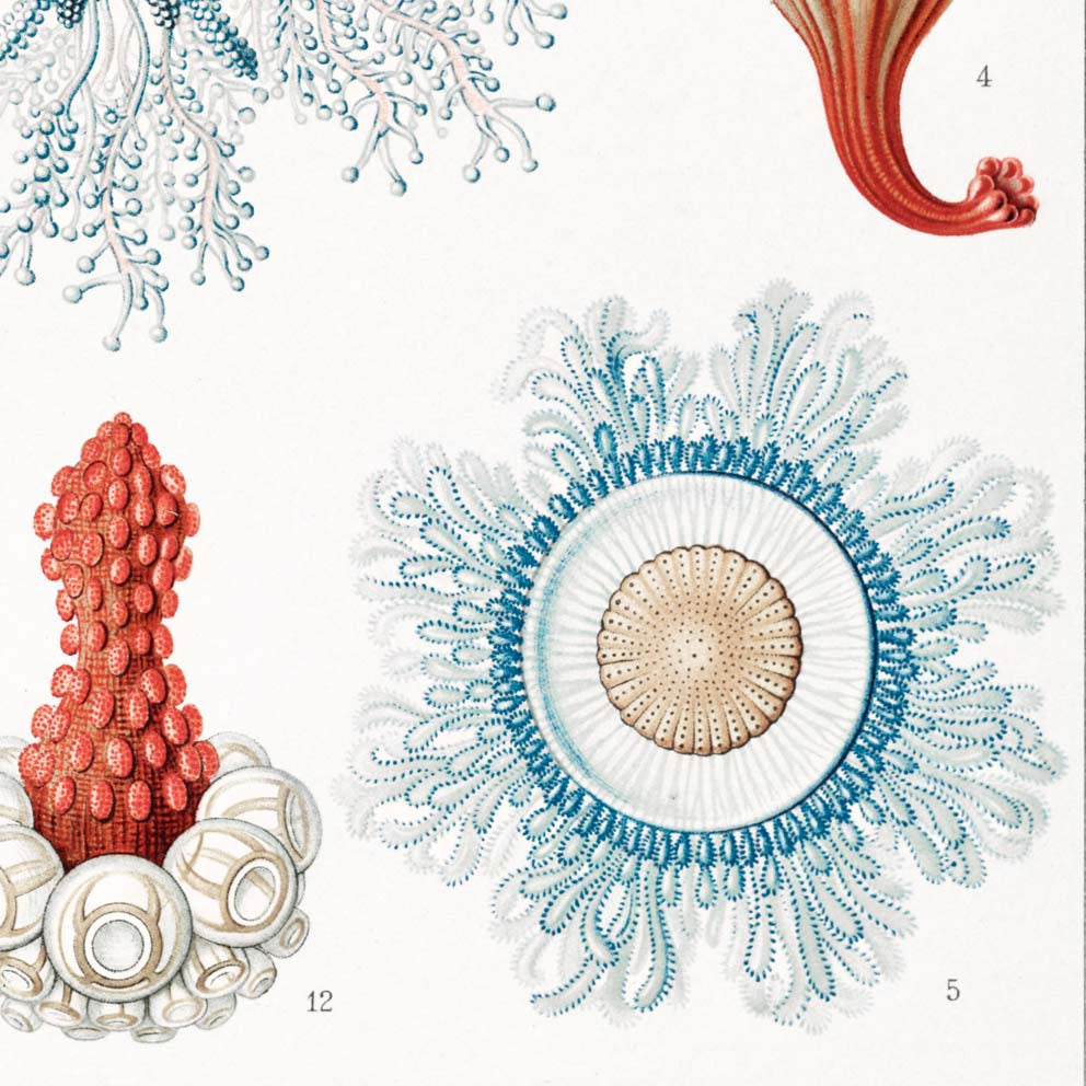 Siphonophorae V de Ernst Haeckel