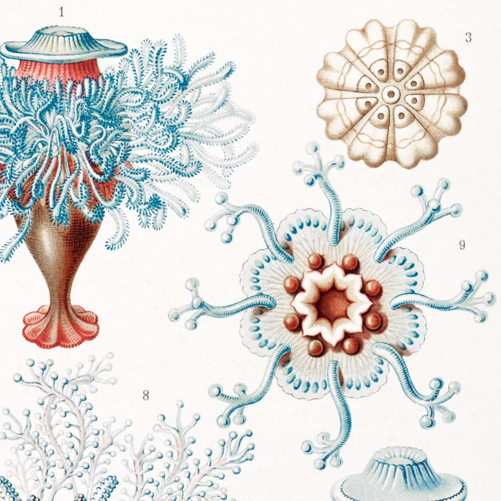 Siphonophorae V de Ernst Haeckel