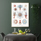 Ernst Haeckel Wall Art - Siphonophorae V by Ernst Haeckel Poster