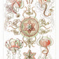 Trachomedusae by Ernst Haeckel Poster