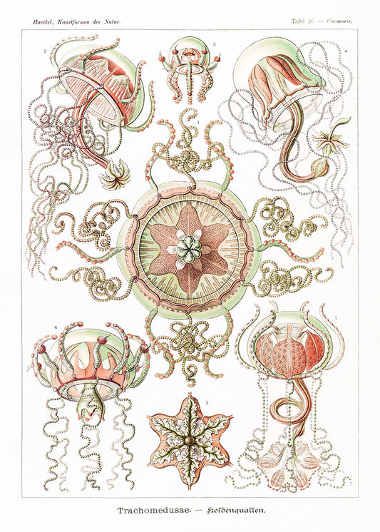 Póster Trachomedusae de Ernst Haeckel