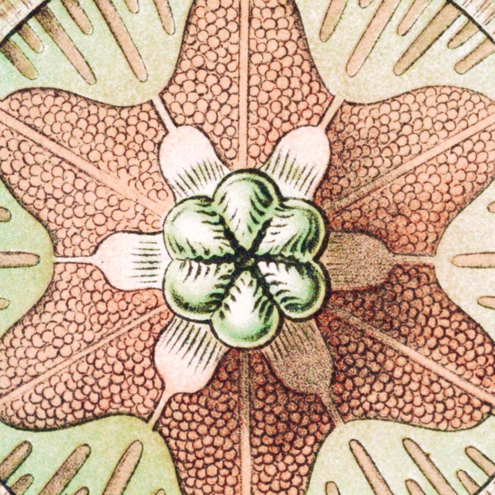 Trachomedusae by Ernst Haeckel Poster