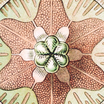 Póster Trachomedusae de Ernst Haeckel