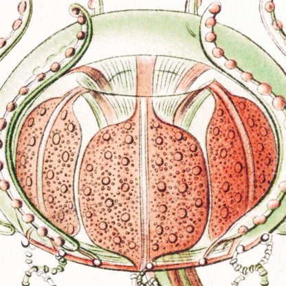 Póster Trachomedusae de Ernst Haeckel