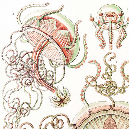Póster Trachomedusae de Ernst Haeckel