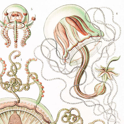 Póster Trachomedusae de Ernst Haeckel