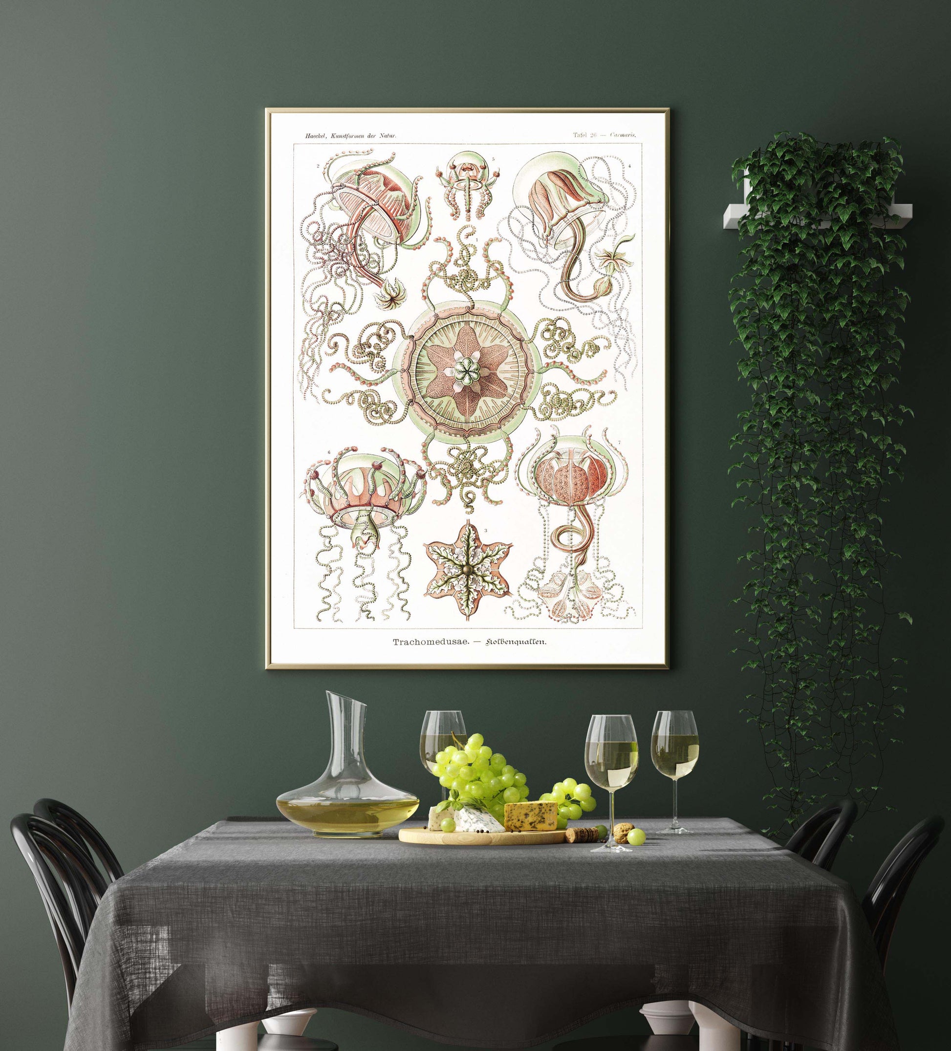 Ernst Haeckel Wall Art - Trachomedusae by Ernst Haeckel Poster