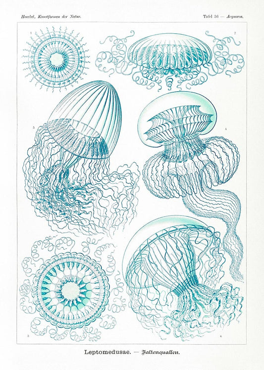 Leptomedusas de Ernst Haeckel