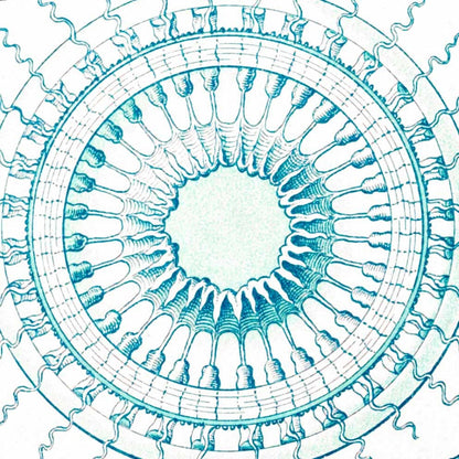Leptomedusas de Ernst Haeckel