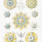 Polycyttaria by Ernst Haeckel