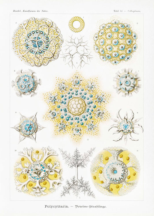 Polycyttaria de Ernst Haeckel