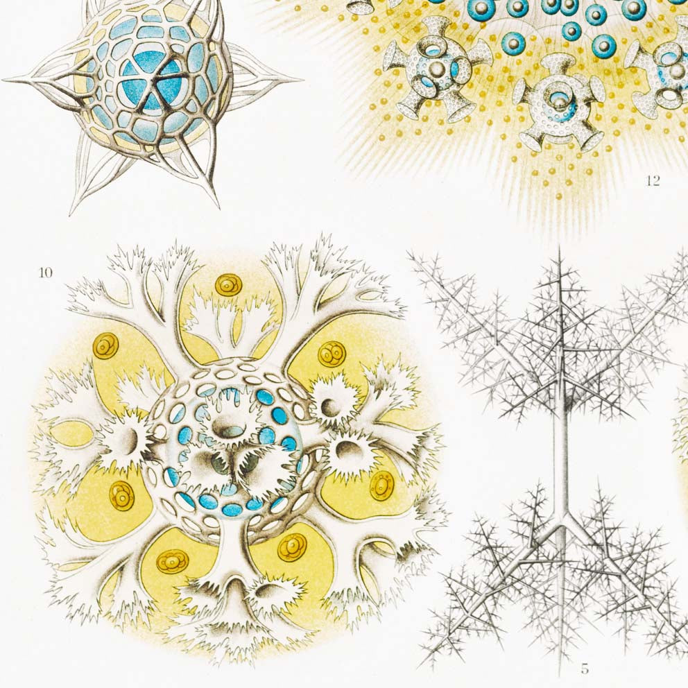 Polycyttaria by Ernst Haeckel