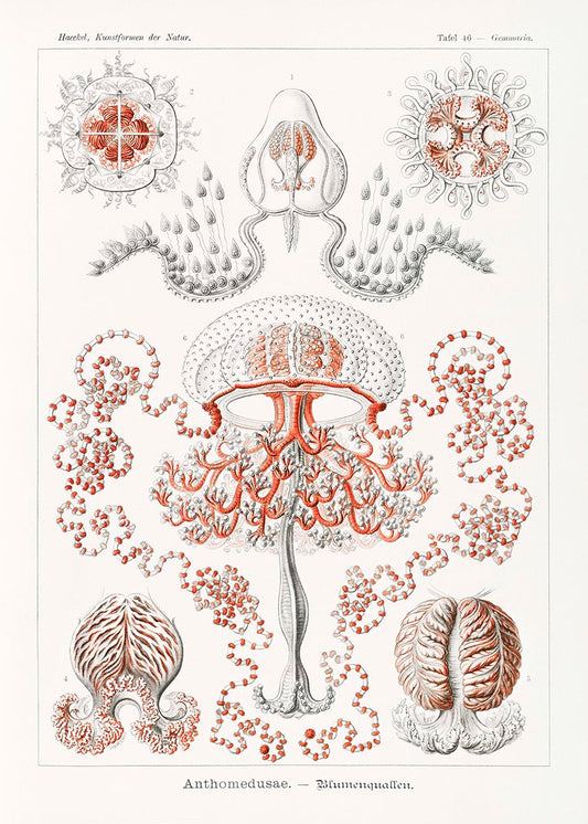 Póster de Anthomedusae de Ernst Haeckel