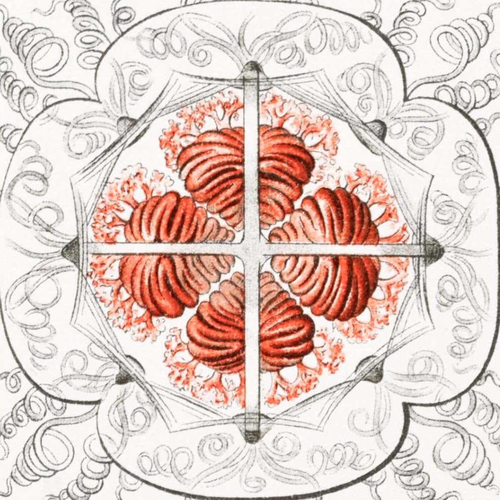 Anthomedusae by Ernst Haeckel Poster